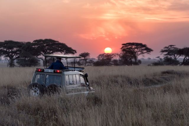 Planning Your Dream Vacation: Tips for a South African Safari