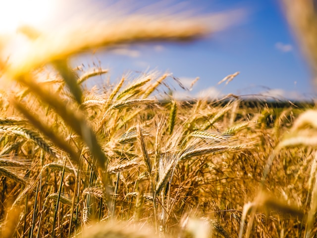 UK Government Invests in Agri-Robotics