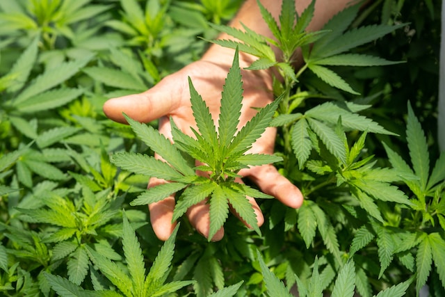 Navigating Nebraska: A Traveler's Guide to Medical Marijuana