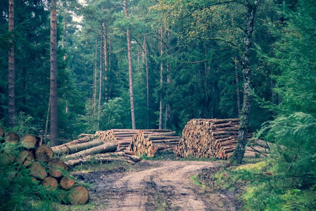 Green Heat: Exploring the Environmental Benefits of Pini Kay Eco Logs