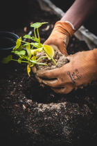 How Can Automatic Plant Phenotyping Systems Transform Agriculture?