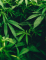 cannabis