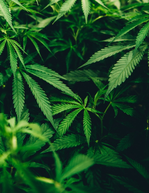 Navigating the Pot Delivery Scene in Vancouver: A Comprehensive Guide