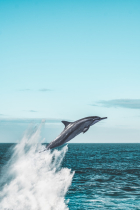 Dolphin Discovery: Unveiling the Mysteries of the Ocean's Most Intelligent Mammals"