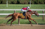 racehorse