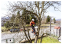 Tree Removal