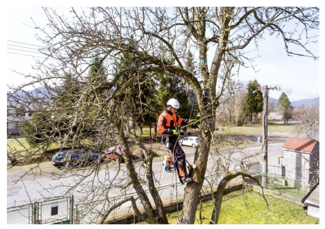 When Tree Removal Becomes Necessary: What Homeowners Need to Know