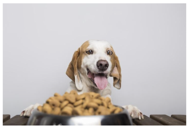 Is Grain-Free Dog Food Better? Everything You Need to Know