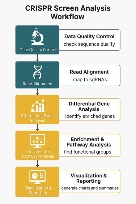 CRISPR Screen Analysis: From NGS Data to Discoveries