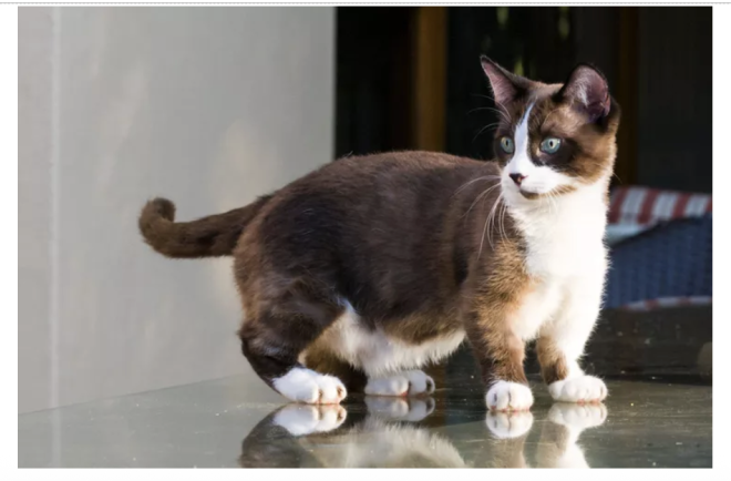 cat cat
