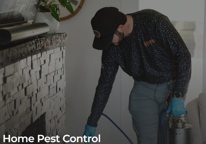 Cockroaches: Effective Ways to Identify, Control, and Prevent Infestations