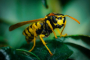  How Quickly Can a Wasp Nest Grow?
