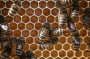How to stop bees from reinfesting after removal