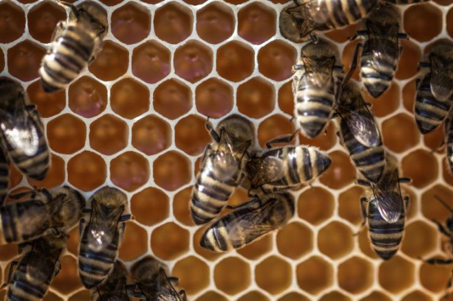 How to stop bees from reinfesting after removal