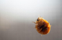  Why Bed Bugs Are Harder to Remove Than You Think